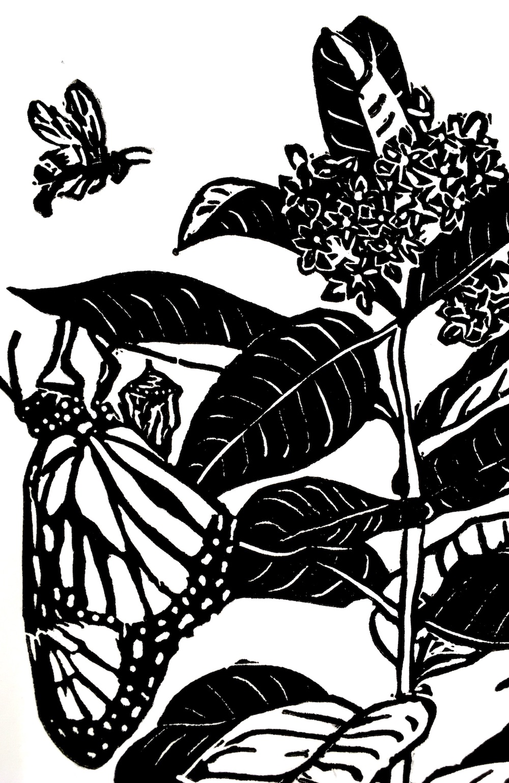 Monarch and Milkweed - Image 2